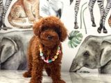 4 aylık red brown dişi toy poodle