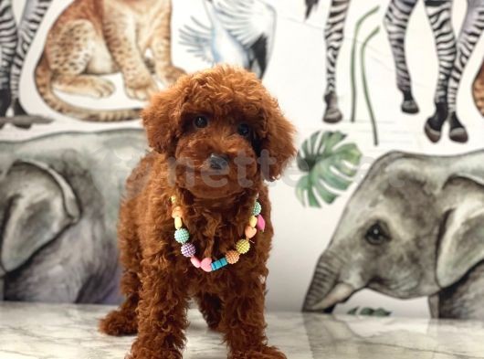 4 Aylık Red Brown Dişi Toy Poodle