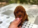 Ev Doğumu Toy Poodle Bebekler 