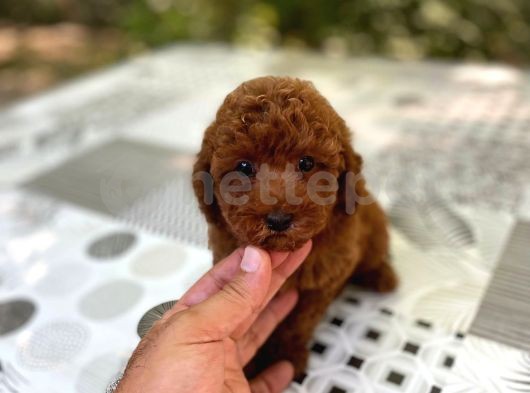 Ev Doğumu Toy Poodle Bebekler 