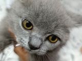 3 Aylık British Shorthair