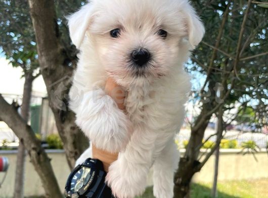 Maltesse Terrier Mini Puppy Boy Yavrular 