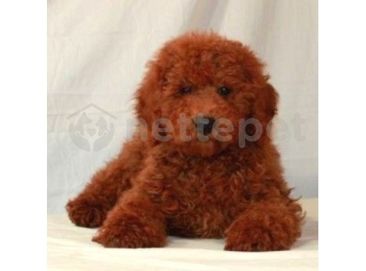 Mini Boy Puppy Kıpkırmızı Ev Üretimi  Tooy Poodle 