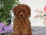 Tooy poodle cinsi yavrular DİŞİ erkek mevcuttur 