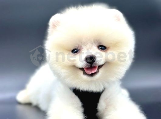 Irkının En İyi Pomeranian Boo Yavruları