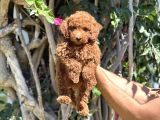 YAVRU TOY POODLE