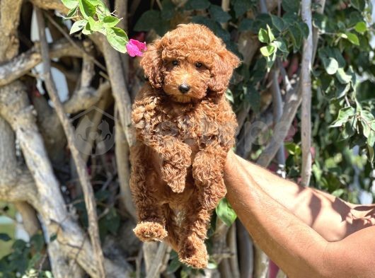 Yavru Toy Poodle