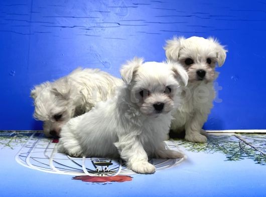 Mükemmel Kalitede Maltese Terrier Yavru