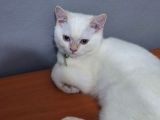 Beyaz british shorthair kedi