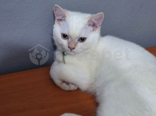 Beyaz British Shorthair Kedi