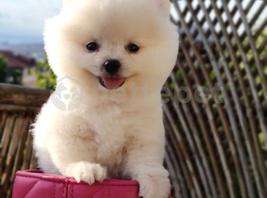 Ayı Suratlı Evcilbebekler Mini Puppy Boy Pomerrian Boo 