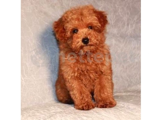 Mini Boy Puppy Kıpkırmızı Ev Üretimi  Tooy Poodle 