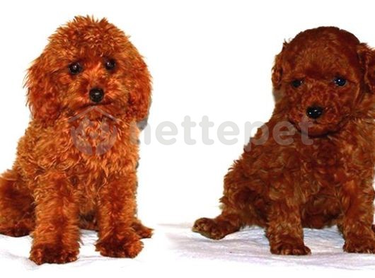 Mini Boy Puppy Kıpkırmızı Ev Üretimi  Tooy Poodle 