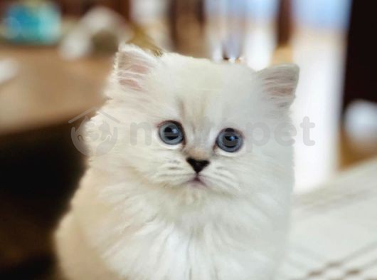 British Longhair  Yavru 