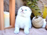 Bembeyaz Silver NS1133 Scottish Fold Shorthair