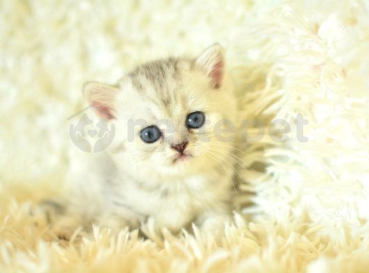 Silver British Shorthair