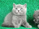 Gri Tüy Yumağı British Shorthair