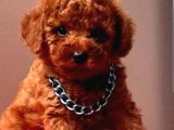 Mini boy puppy kıpkırmızı ev üretimi  TOOY POODLE 