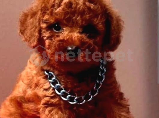 Mini Boy Puppy Kıpkırmızı Ev Üretimi  Tooy Poodle 