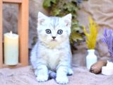 Muhteşem Tonda Silver British Shorthair