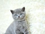 Muhteşem güzellikte gri british shorthair yavrumuz