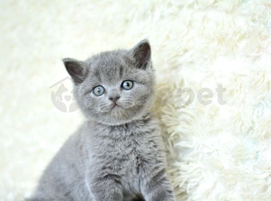 Muhteşem Güzellikte Gri British Shorthair Yavrumuz