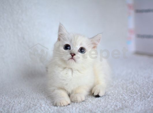 Okyanus Gözlü Silver Point British Shorthair Yavrumuz