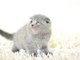 top kafa gri scottish fold