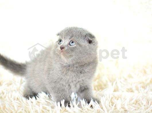 Top Kafa Gri Scottish Fold