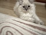 British longhair blue point