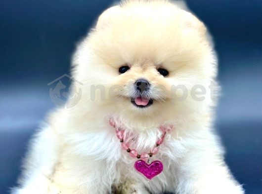 Ayıcık Surat Pomeranian Boo Yavrular