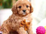 Tooy poodle cinsi yavrular DİŞİ erkek mevcuttur 