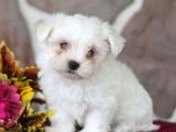 Maltesse terrier mini puppy boy yavrular 