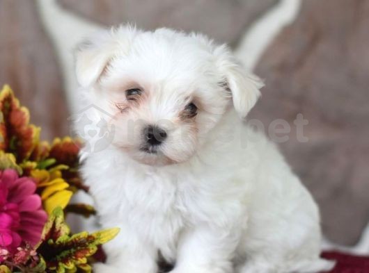 Maltesse Terrier Mini Puppy Boy Yavrular 