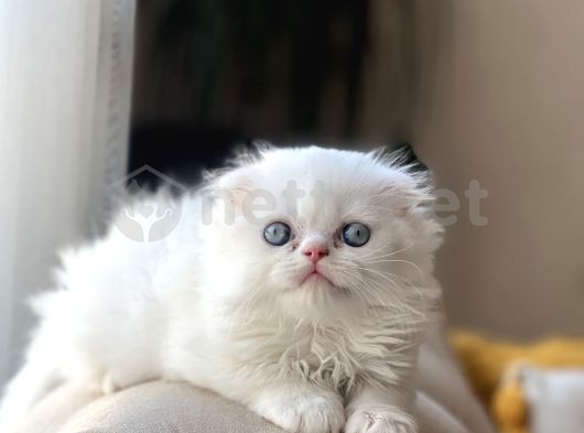 Üst Düzey Mavi Göz Longhair Scottish Fold Yavrum