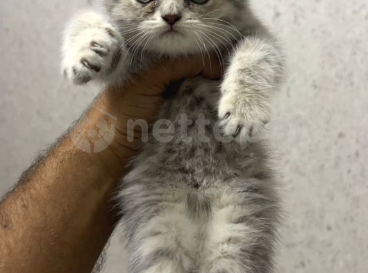 Aşırı Sevimli Surat British Shorthair Whiskas Yavrum