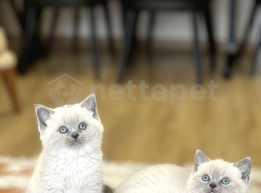 Hemen Teslim British Shorthair Blue Point Yavrum