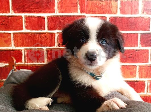 Muhteşem Border Collie Yavrular 