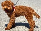 ORJİ̇NAL TOY POODLE RED BROWN ERKEK YAVRUMUZ