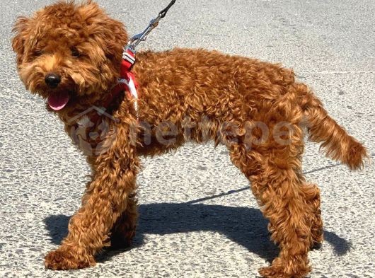 Orji̇nal Toy Poodle Red Brown Erkek Yavrumuz