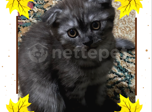 3 Aylık Dişi Scottish Fold