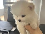 Pomeranıan boo 3 aylık yavru erkek köpek 