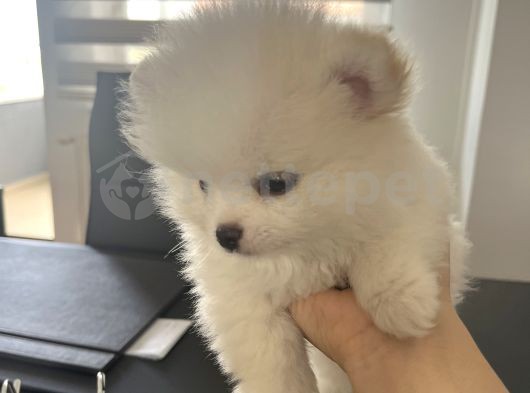 Pomeranıan Boo 3 Aylık Yavru Erkek Köpek 