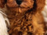 Veteriner teknikerinden toy poodle 