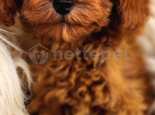 Veteriner Teknikerinden Toy Poodle 