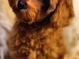 Şirin toy poodle dişi yavrumuz