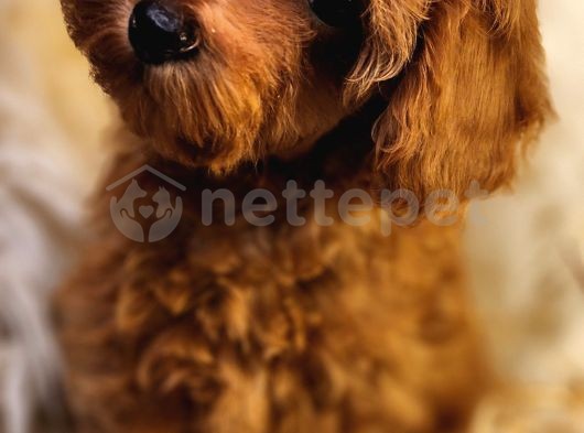 Şirin Toy Poodle Dişi Yavrumuz