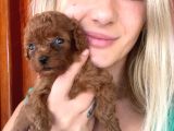 Toy Poodle Bebekler Eğitim Merkezinden