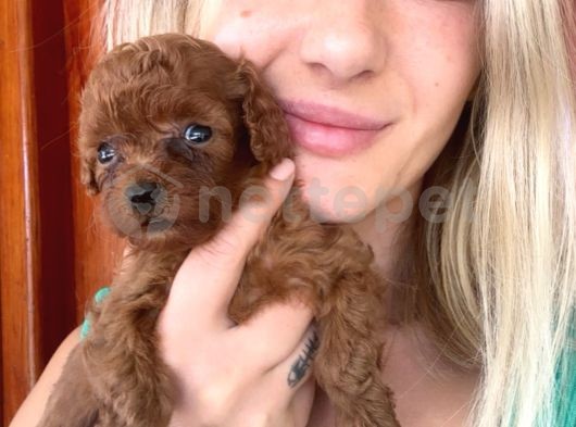 Toy Poodle Bebekler Eğitim Merkezinden