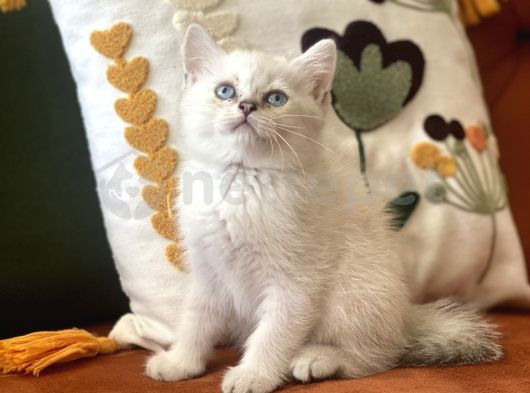 Güzel Bebeklerim Safkan British Shorthair